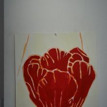 d308_tulipe_rouge_sur_fond_blanc.jpg